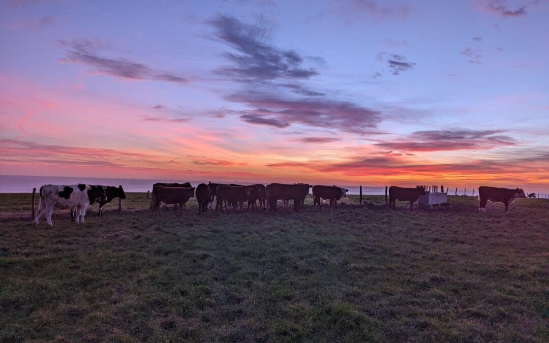 Supporting Local Farmers – The Delicious Benefits of Farm-Sourced Meat