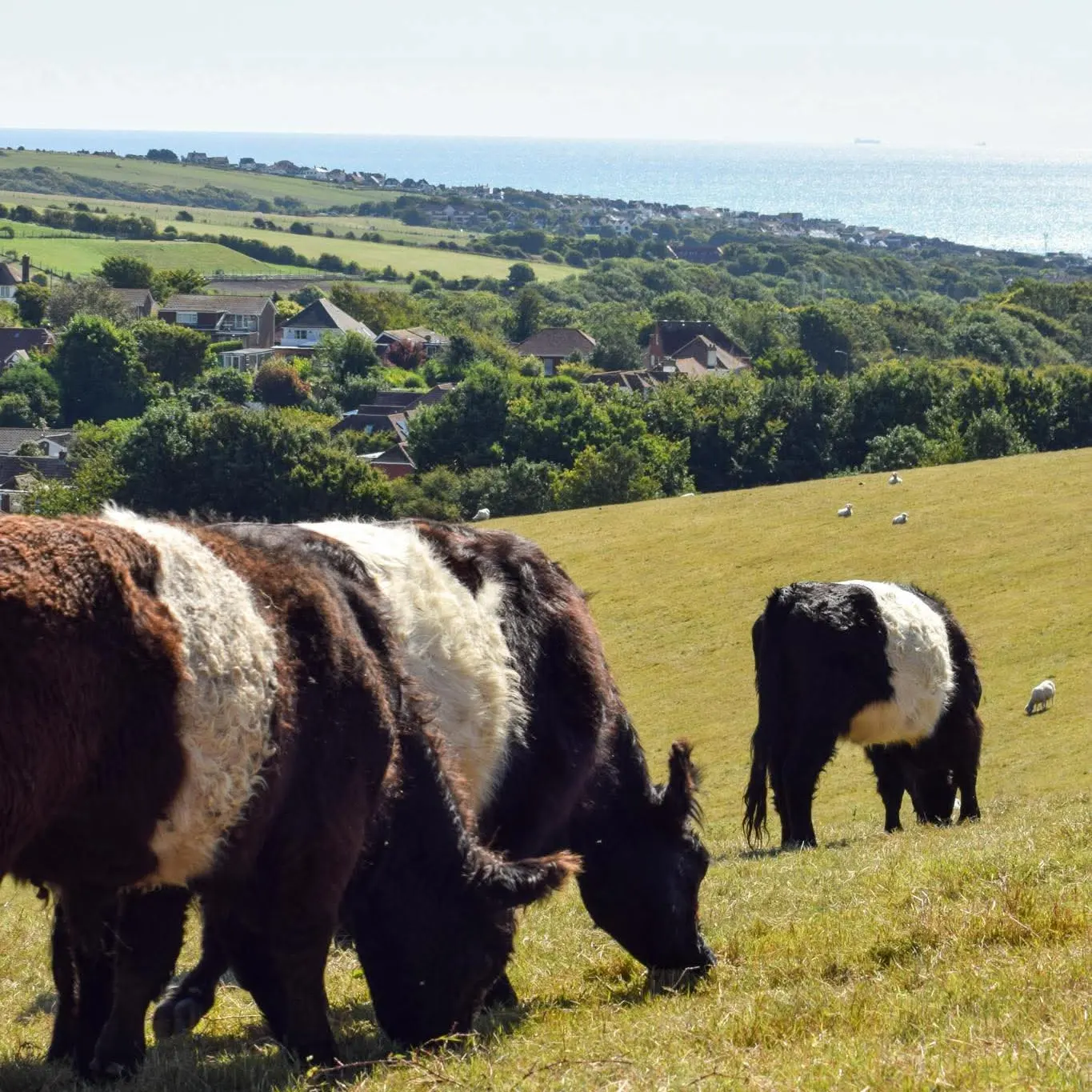 Cow Welfare BWCarr Farms- Brighton