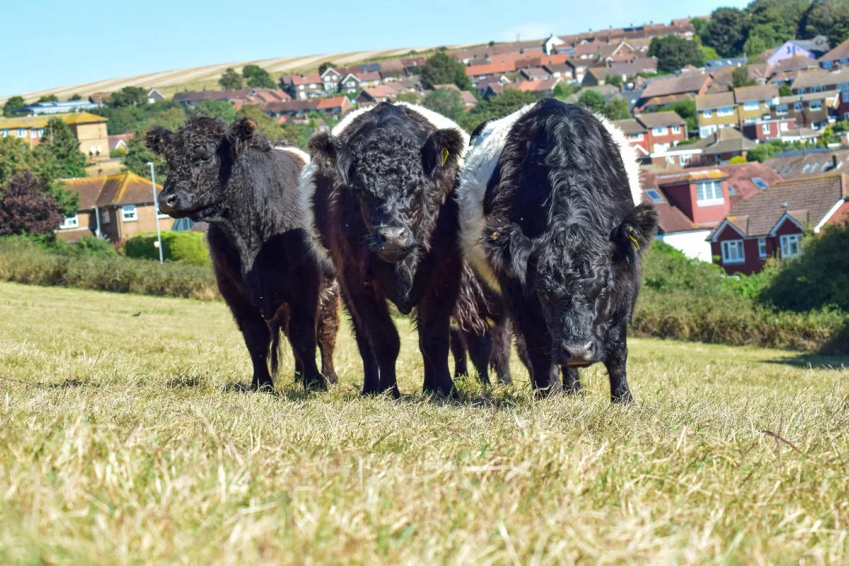 Galloway cows - Brighton